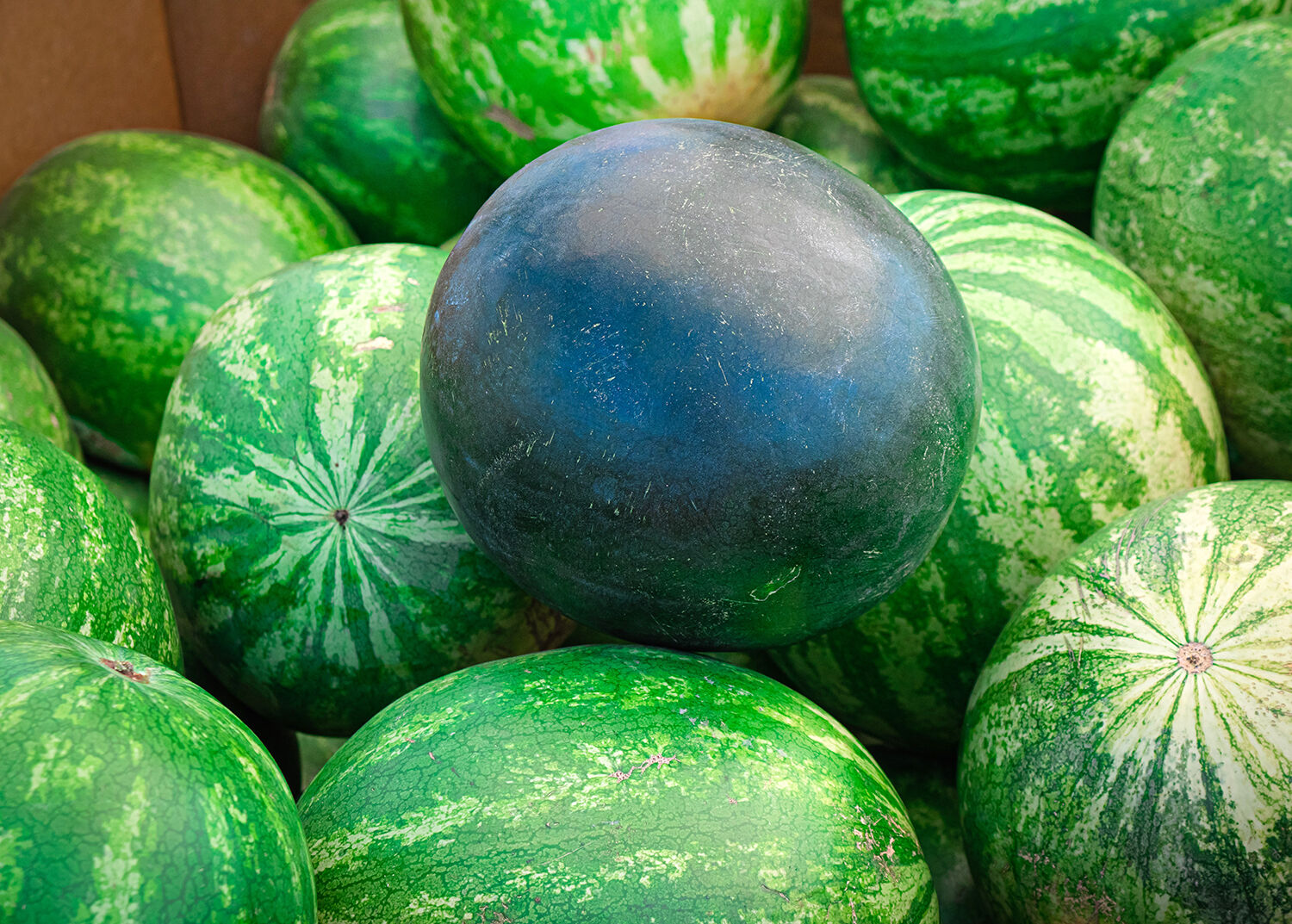 Black diamond melon